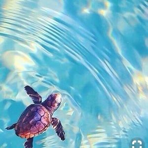 Meet your Posher, Alana